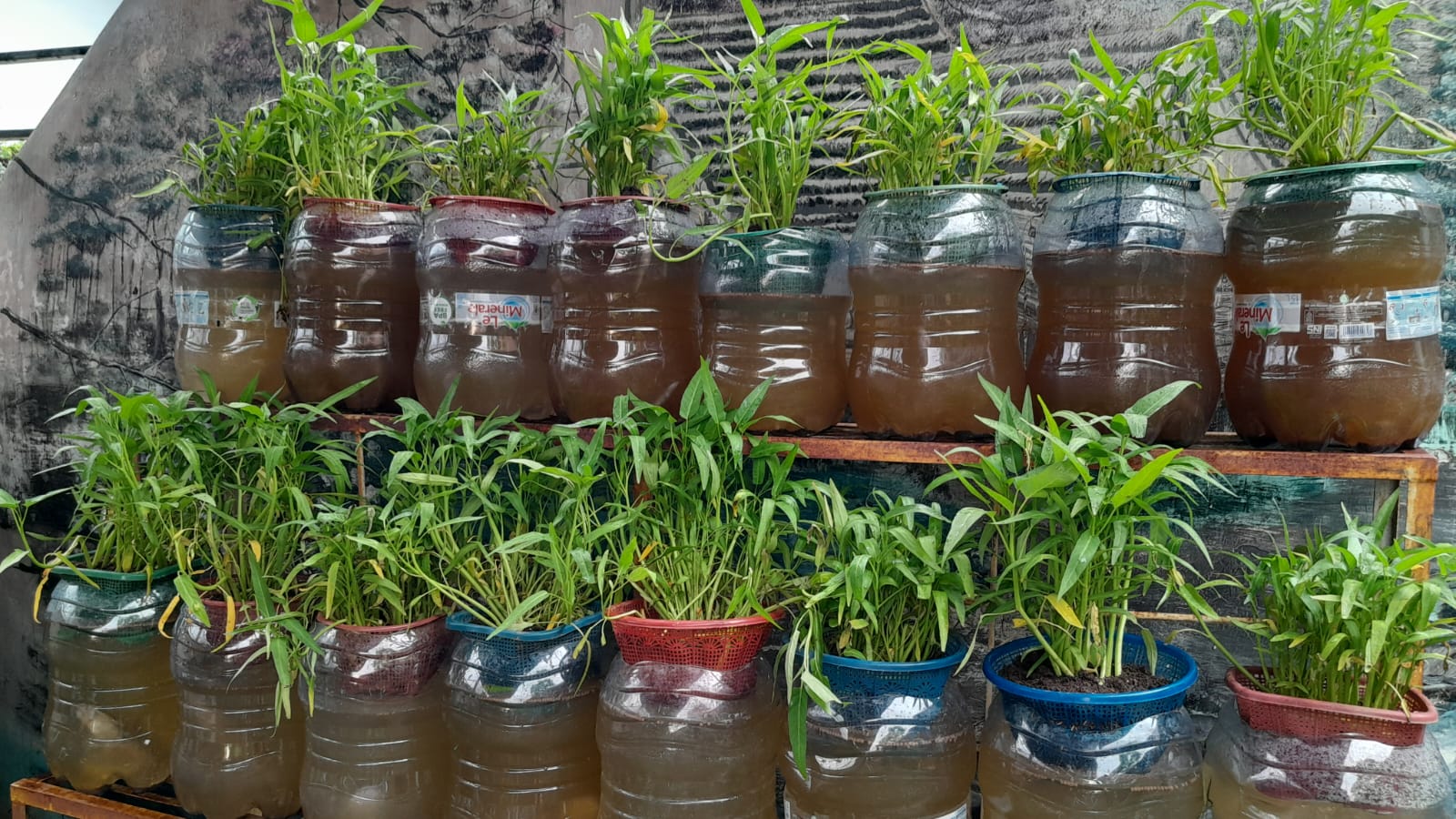 Kegiatan P5 Budidaya Kangkung dan Lele menggunakan botol bekas